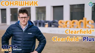 Соняшник Clearfield® і Clearfield® Plus - рекомендації французького експерта / СуперАгроном