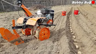 Biloane cartofi cu motosapa cu 3 viteze fata / land preparation for potatoes