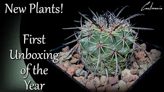 First Cactus Unboxing of the Year | Parodia & Echinocactus | #Cactus & #Succulent Collection