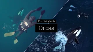 Freediving with Orcas 2018