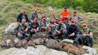 Tirs de 5 sangliers en battue 💥chasse en Corse à Bastelica