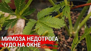 Мимоза недотрога - чудо на окне