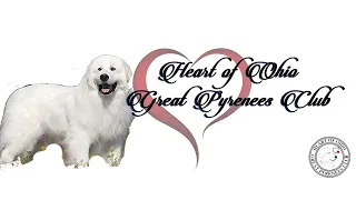 Grooming The Great Pyrenees