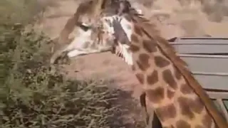 DON'T MESS WITH A GIRAFFE!!!