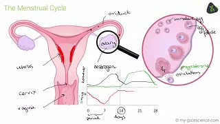GCSE Biology The Menstrual Cycle (Foundation) (Edexcel 9-1)