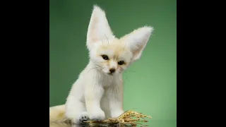 Фенек лисенок Реалистичные игрушки fennec fox toy