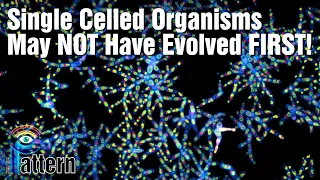 Single Celled Organisms May NOT Have Evolved FIRST!