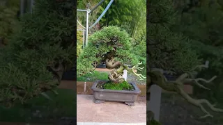 【15sec】Bonsai of my Nursery, Juniper and Satsuki #shorts