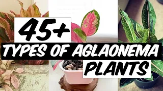 48 Types of Aglaonema Plants - The Planet of Greens