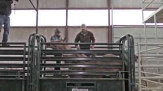 Saddle Bronc Riding 101- Chute Procedures