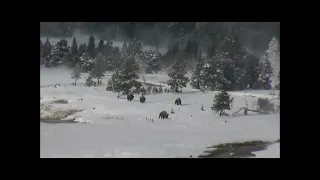 Bigfoot Sasquatch hunting Bison at Yellowstone National Park ENHANCED VERSION