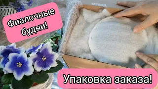 Фиалочные будни! Упаковка деток и больших фиалок для отправки почтой!