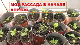 Моя рассада в начале апреля: растет медленно, но верно!