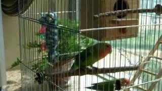 25-3-2010 Love Birds Mating Chase 009.avi