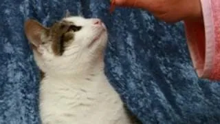 How To Handle A Cat Not Eating