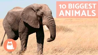 The Real 10 BIGGEST Animals in the World