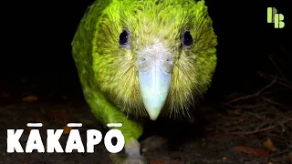 Why This Nocturnal Parrot Only Breeds When Summer is Hot