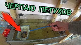 Тернецию на нерест👫 Пересадил Петухов🐓🐟 С разводни 🏚