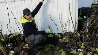 Pruning Young Fig Trees for the Proper Form - Super Important