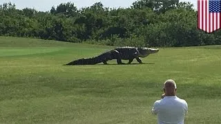 Giant alligator caught on camera walking across Buffalo Creek Golf Course in Florida - TomoNews