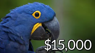 10 Most Expensive Exotic Pets Money Can Buy