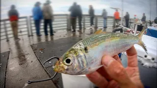 Can they Resist Live Bait? - jetty fishing