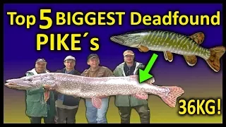 Top 5 BIGGEST Deadfound PIKES | 1,67 Meter PIKE RECORD