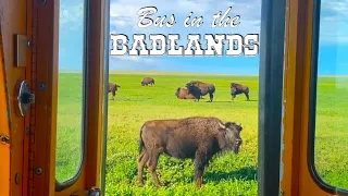 BISON in the BADLANDS • National Park CAMPING • Stormy Loop