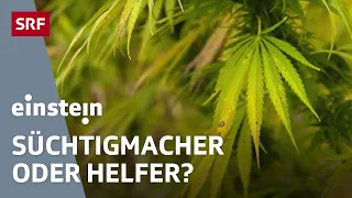 Cannabis – zwischen Droge, Nutzpflanze und Medizin | Einstein | SRF