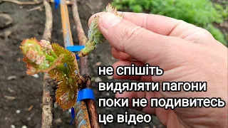 ⚠️😱 передчасне нормування пагонами, чим це загрожує?🍇