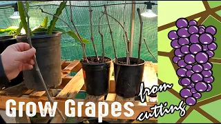 How To Grow Grape Plants From A Cutting