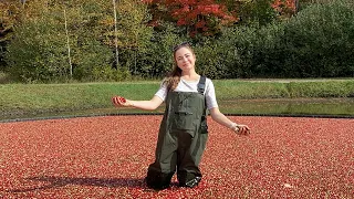 Cranberry Harvest 2021 - Family Farming