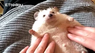 Cute hedgehog enjoys belly massage