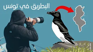 Torda  البطريق في تونس