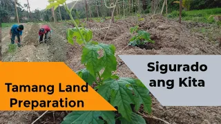 Ampalaya Land Preparation at Transplanting; Paano Gawin