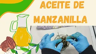 ACEITE DE MANZANILLA/ para un shampoo aclarante ricitos de oro 😃