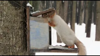 Белка и кормушка / Squirrel and feeder