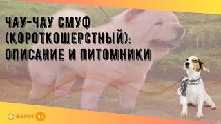 Чау-чау смуф (короткошерстный): описание и питомники