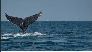 AVISTAMIENTO DE BALLENAS JOROBADAS EN MÉXICO CON ECOBAC