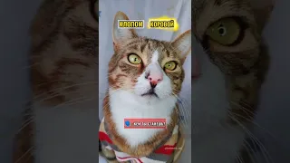 POV: КОТ ПОПАЛ В ДРУГОЙ МИР И ДОЛЖЕН СДЕЛАТЬ СВОЙ ВЫБОР😱 #shorts #котики #pov