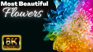 beautiful flowers 8k ultra HD video 8k