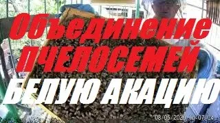 Объединяем Пчелосемьи на Белую акацию.Маток в нуклеусы.Пчелы тянут вощину при отсутствии взятка.