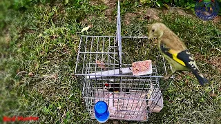 How to catch a goldfinch? Bird Cage Trap #birdtrap #trap #goldfinch #goldfinches #passaros #trap