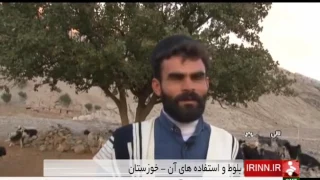 Iran Oak fruit acorn picking, Lali county برداشت ميوه بلوط شهرستان لالي ايران