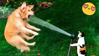 Try Not To Laugh Dogs And Cats 😁 - Best Funniest Animals Video 2024 - Part 27