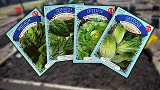 SOWING DOLLAR TREE SPINACH & LETTUCE SEEDS OUTSIDE | Connecticut Garden