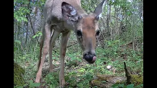 Western Virginia Game Camera MAY 2024