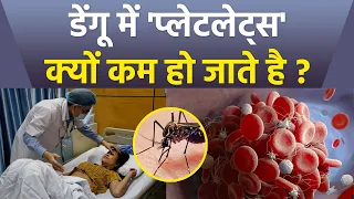 डेंगू में प्लेटलेट्स क्यों कम होता है | Dengue Me Platelets Kyu Kam Hota Hai | Boldsky