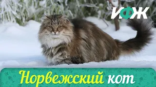 🔥НОРВЕЖСКИЙ ЛЕСНОЙ КОТ🔥САМЫЕ УМНЫЕ КОШКИ🔥 ИНТЕРЕСНЫЕ ФАКТЫ О ЖИВОТНЫХ🔥 ЭТО НАДО УВИДЕТЬ🔥ПОДПИШИТЕСЬ🔥