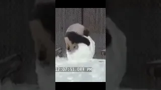 Панда и снег! Подпишись пожалуйста!!